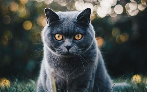 1080p Free Download British Shorthair Gray Cat Close Up Domestic