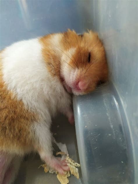 Syrian Hamster Sleepinghes Syrian Hamster Hamster Syrian