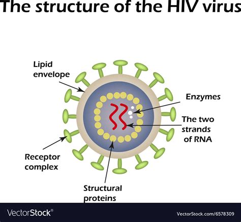 Structure Of The Aids Virus Hiv Royalty Free Vector Image