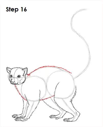 How To Draw A Ring Tailed Lemur