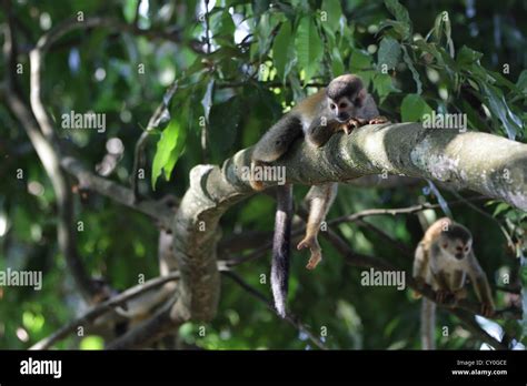 A Grey Crowned Central American Squirrel Monkey Saimiri Oerstedii