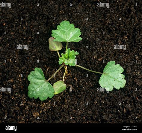Musk Mallow Malva Moschata Seedling Cotyledon And Three True Leaves