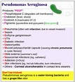 Pseudomonas aeruginosa - Medicine Keys for MRCPs