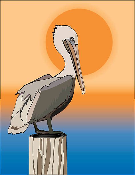 Brown Pelican Illustrations Royalty Free Vector Graphics And Clip Art