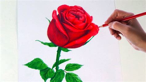Realistic Rose Color Pencil Drawing