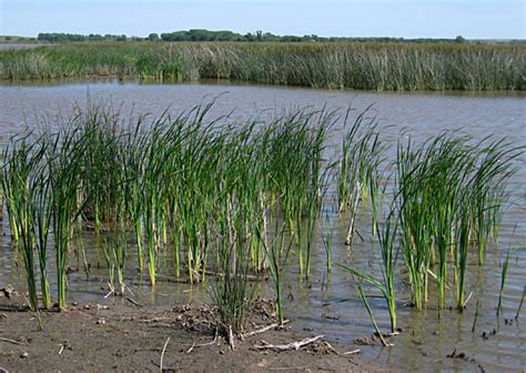 Types of wetland plants duckweeds invasive wetland plants miscellaneous wetland plants. Compare / Classify Wetland Plants | Mrs. Clarken's Class