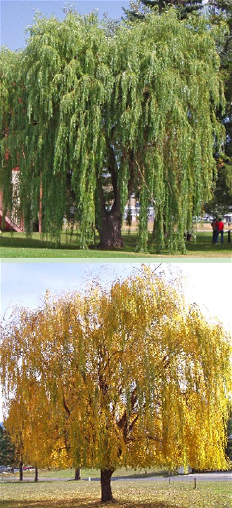 Buy Trees And Shrubs Online For Less Weeping Willow Tree