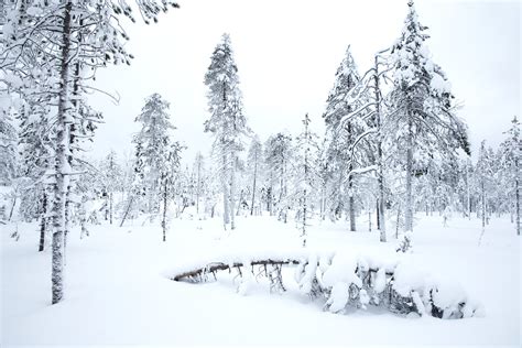 Finnish Winter Forests Danny Green Photography
