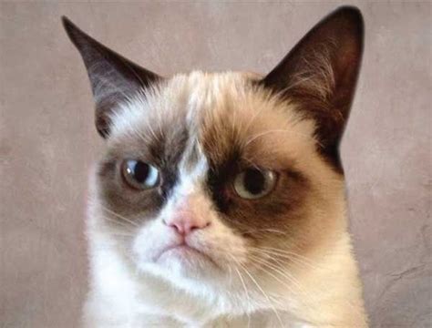 Grumpy Cat Aka Tardar Sauce Cats Pinterest