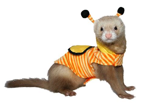 Pin By Sharon White On For Daisy And Lily Cute Ferrets Bee Costume