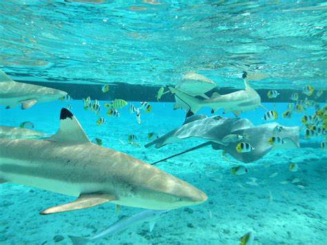 12 Reasons Why Bora Bora Needs To Be On Your Bucket List Lostwaldo