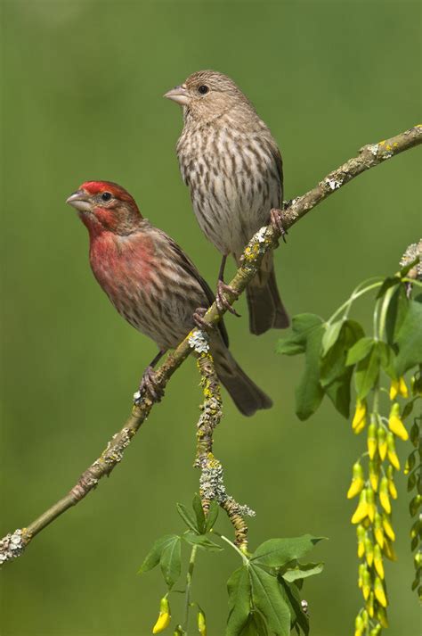 Male And Female House Finches Carpodacus Mexicanus On Plum Blossoms