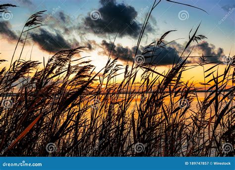 Common Reeds On The Shore Of The Lake During Sunset Stock Image Image