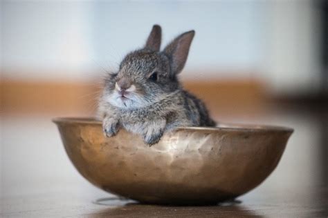 Amazing Creatures Cute Bunny Pictures That Will Make You