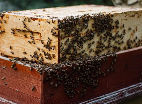 Bee Bearding Should You Be Concerned When Your Bees Beard Beekeeping 101