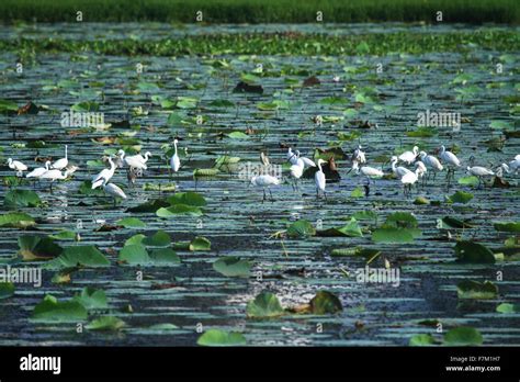 Group Of Birds In Lotus Pond Stock Photo Alamy