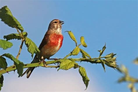Vögel mit rotem Bauch Brust heimische Arten