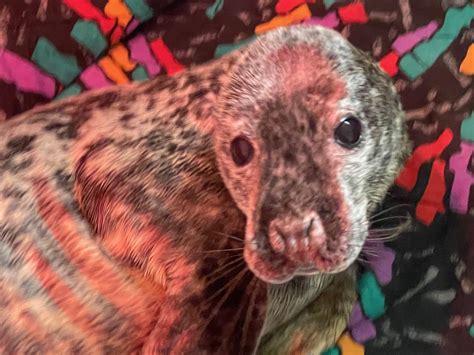 Injured Seal Pup Slowly Getting Back To Health After Being Rescued In