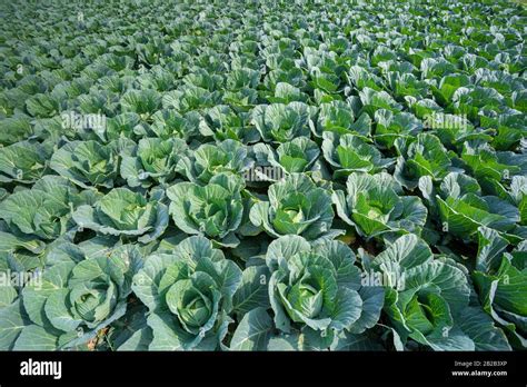 Green Cabbage Crop Growing At Vegetable Field Near Of Savar Dhaka