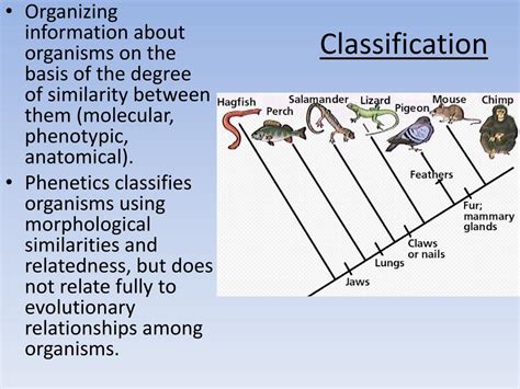 Ppt Systematics Taxonomy Classification Powerpoint Presentation