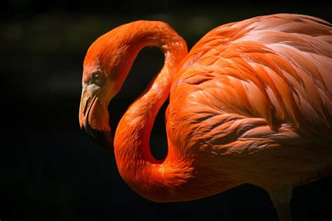 Orange Flamingo Closeup Photography Image Free Photo