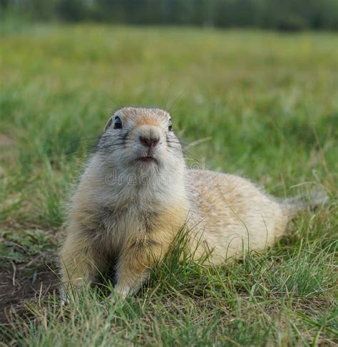 Gopher Lies On The Green Grass Stock Image Image Of Prairie