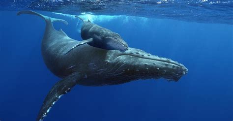 Humpback Whales Filme Veja Onde Assistir