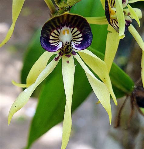 Belize Black Orchid Orchid Flower Orchids Black Orchid