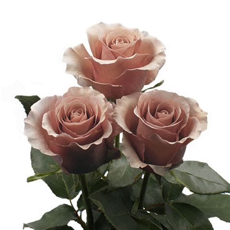 Rosaprima Rp Moab In 2023 Standard Roses Wedding Flowers Flowers