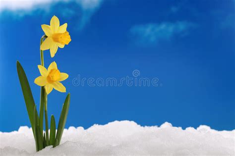Spring Winter Daffodils In Snow Stock Photo Image Of Plants Spring
