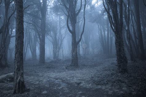 Misty Foggy Dark Forest At Night Stock Photo Image Of Blue