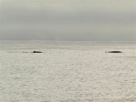 Svalbard Fin Whales At Sea Travel2unlimited