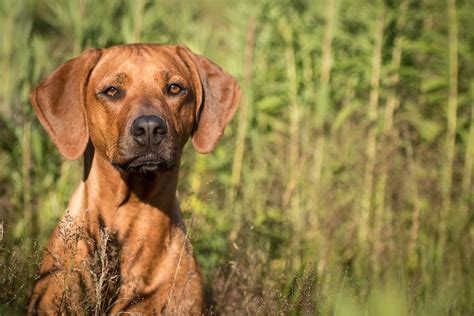 10 Popular Hound Dog Breeds Both Big And Small Daily Paws