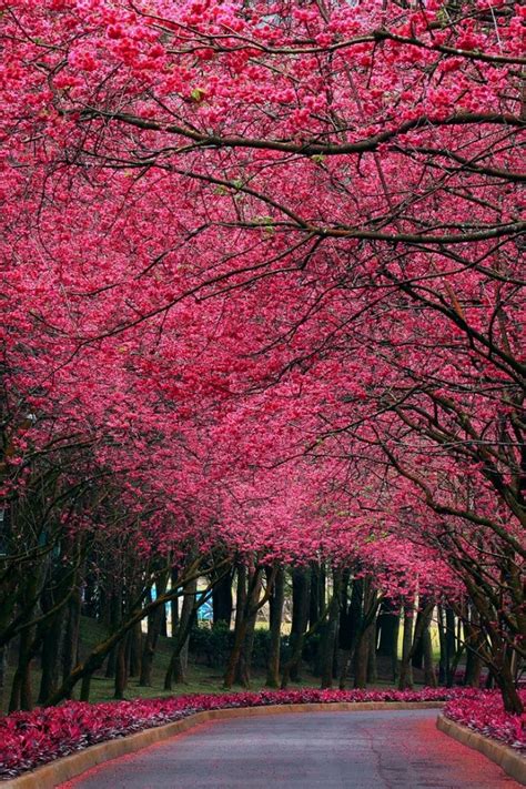 26 Pink Nature Trees Wallpapers On Wallpapersafari