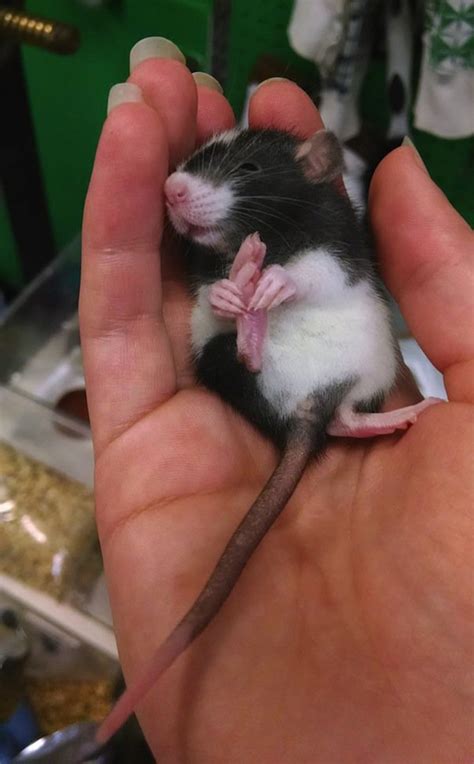 15 Super Cute Hand Sized Baby Animals Part 2