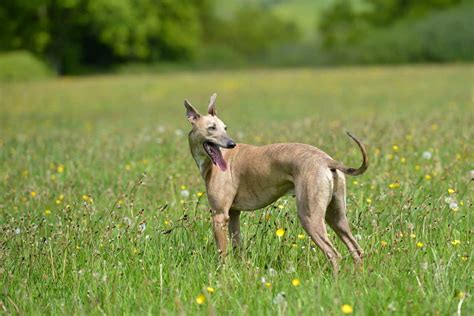 Whippet Dog Breed Everything About Whippet