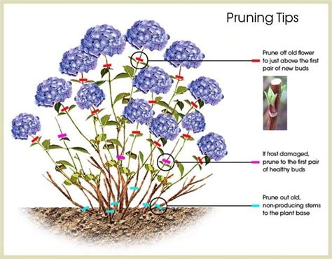 Pour more of your potting soil mix in around the sides of the hydrangea. Pin on 치유 식물 그림