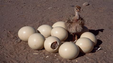 Ostrich Egg In Nest