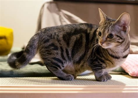 However, the shortness of their legs do not seem to interfere with their running and leaping. Munchkin Cat Breed Profile