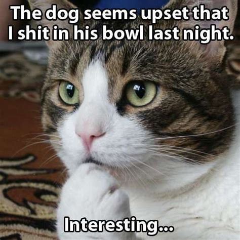 No Cat Hes Definitely Plotting Revenge Meme By Ckidney Memedroid