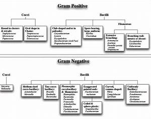Classification Of Bacteria On Basis Of Gram Stain Gram Stain Gram
