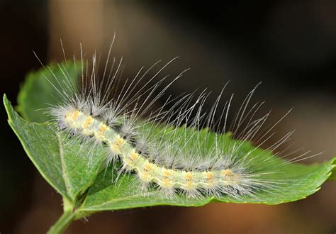 Fall Webworm Caterpillar Project Noah