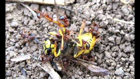 Wasp Attacked By Ants Fight For Survival In The Insect World Youtube