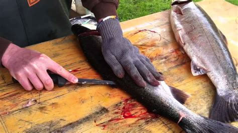 Even the small one can give you a good thrill. Steelhead Fillet - YouTube