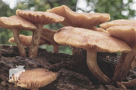 How Toxic Is A Jack Olantern Mushroom — Forest Wildlife