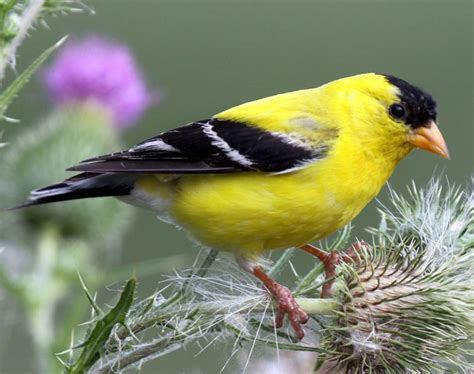 American Goldfinch Songs And Calls Larkwire