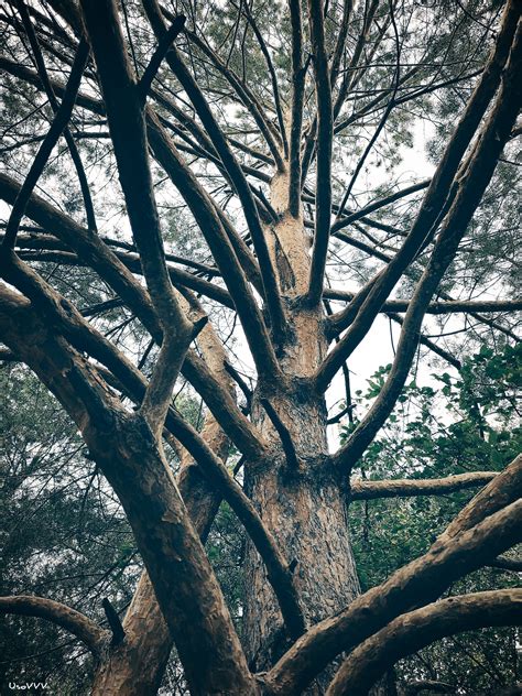 Free Images Forest Branches Sky Tree Branch Woody Plant Nature