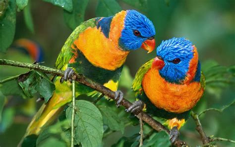 Birds Animals Parrots Rainbow Lorikeet Wallpapers Hd Desktop And