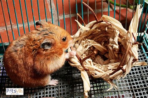 How To Care For Your Hamsters Teeth Problems And Prevention