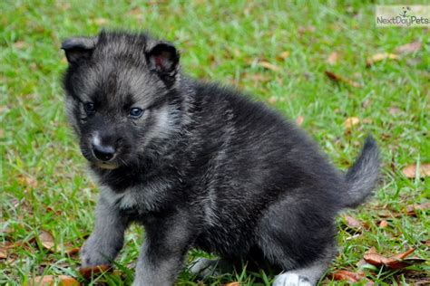 Storm Wolf Hybrid Puppy For Sale Near Ocala Florida 76406cd0 8871